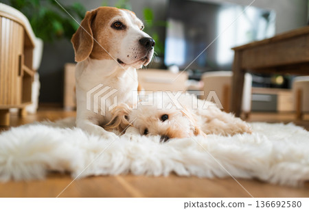 Senior beagle and maltipoo puppy resting together on white rug in modern living room, calm companionship scene Senior beagle and maltipoo puppy resting together on white rug in modern living room, calm companionship scene 136692580