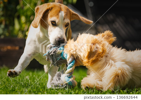 High-Energy Beagle and Maltipoo Puppy Tug-of-War High-Energy Beagle and Maltipoo Puppy Tug-of-War 136692644
