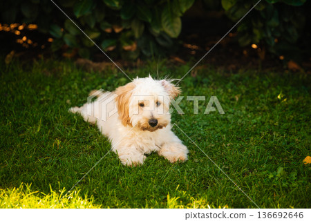 Maltipoo Puppy Lying Down in the Shade of a Green Hedge Maltipoo Puppy Lying Down in the Shade of a Green Hedge 136692646