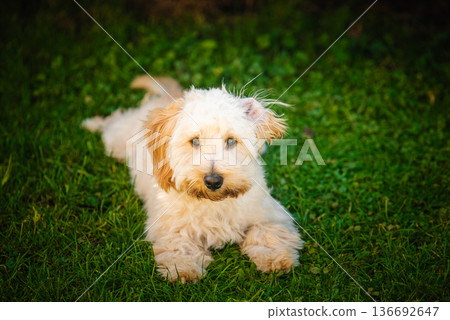 Maltipoo Puppy Portrait Relaxing on Bright Green Grass Maltipoo Puppy Portrait Relaxing on Bright Green Grass 136692647