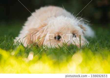 Close-up of Shy Maltipoo Puppy Lying in Green Grass Close-up of Shy Maltipoo Puppy Lying in Green Grass 136692653