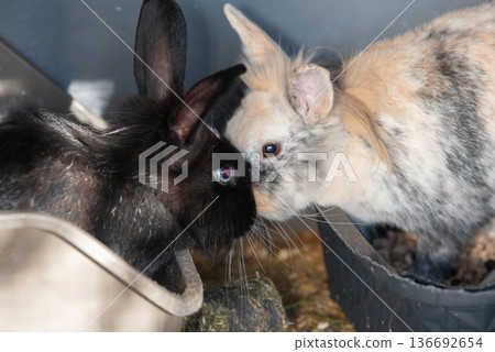 Black and Tricolor Lionhead Rabbits Touching Noses Close-up Black and Tricolor Lionhead Rabbits Touching Noses Close-up 136692654