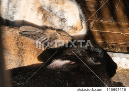 Black, Agouti, and Tricolor Rabbits Resting in Layered Sunlight Black, Agouti, and Tricolor Rabbits Resting in Layered Sunlight 136692656