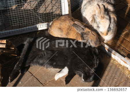 Overhead View of Three Rabbits Resting and Basking in Sun Overhead View of Three Rabbits Resting and Basking in Sun 136692657