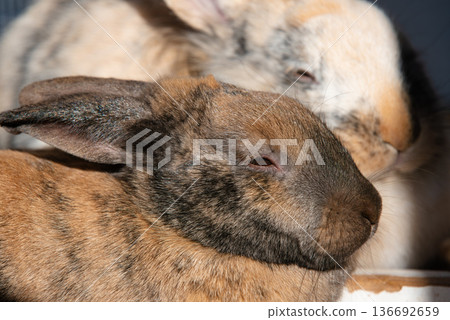 Profile of Agouti Rabbit Resting with Tricolor Lionhead Behind 136692659