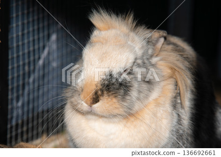 Extreme Close-up Portrait of Tricolor Lionhead Rabbit Face 136692661