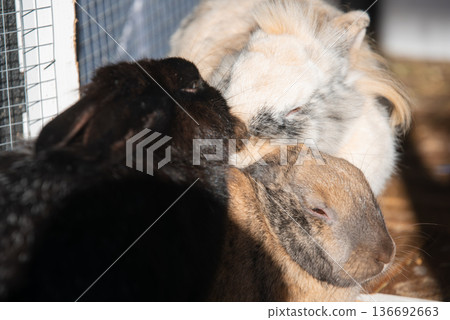 Trio of Rabbits Cuddling Together in Strong Sunlight Trio of Rabbits Cuddling Together in Strong Sunlight 136692663