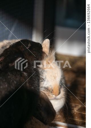 Black and Tricolor Lionhead Rabbits Cuddling Close-up Black and Tricolor Lionhead Rabbits Cuddling Close-up 136692664