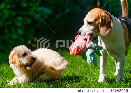 Beagle Holds Plush Toy While Maltipoo Puppy Looks On Beagle Holds Plush Toy While Maltipoo Puppy Looks On 136692666