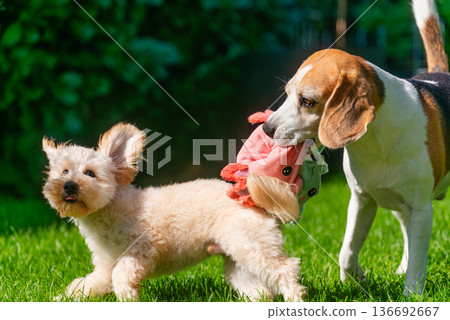 Beagle and Maltipoo Puppy Playing with Plush Toy in Sunlight Beagle and Maltipoo Puppy Playing with Plush Toy in Sunlight 136692667