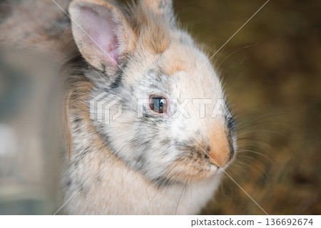 Close-up Profile Portrait of a Tricolor Lionhead Rabbit Close-up Profile Portrait of a Tricolor Lionhead Rabbit 136692674