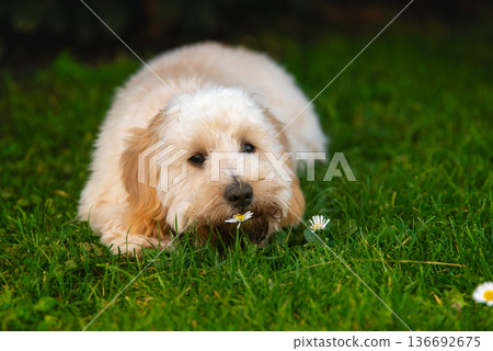 Adorable Cream Maltipoo Puppy Lying in Green Grass with Small Daisy Flowers in Sunny Garden Backyard Outdoor Setting Adorable Cream Maltipoo Puppy Lying in Green Grass with Small Daisy Flowers in Sunny Garden Backyard Outdoor Setting 136692675