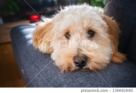 Cute Fluffy Cream Maltipoo Puppy Resting Chin on Edge of Modern Gray Sofa Cushion Looking Directly at Camera in Bright Home 136692680