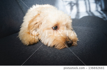 Small Fluffy Maltipoo Puppy Resting Head on Dark Gray Fabric Sofa Cushion Looking Away with Big Dark Eyes in Bright Interior 136692681