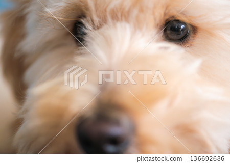 Artistic Macro Close Up of a Maltipoo Puppy Face with Soft Focus on Eyes and Fluffy Cream Fur Texture 136692686