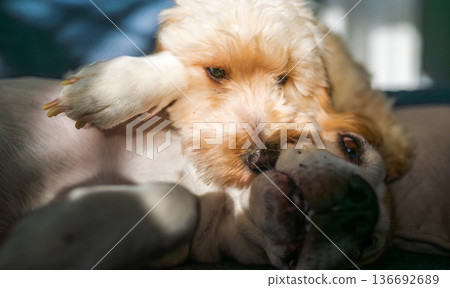 Close Up of a Beagle and a Maltipoo Puppy Playing and Cuddling Together on a Sofa in Warm Natural Sunlight 136692689