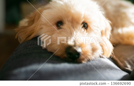 Maltipoo Puppy Resting Head on a Blue Sofa in the Sun with Bright High Contrast Lighting and Long Shadows 136692690