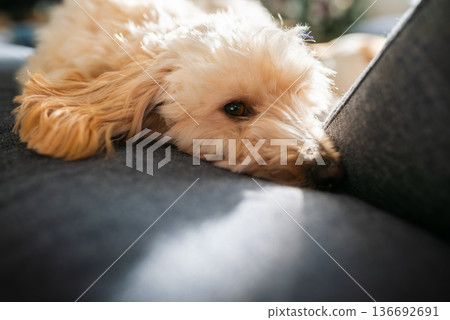 Tired Maltipoo Puppy Lying on a Blue Sofa in Bright Sunlight Resting Head Down with Soft Shadows in a Modern Living Room 136692691