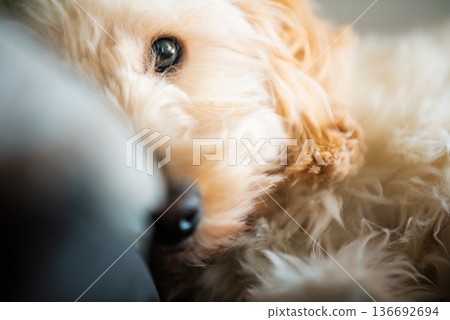 Macro Close Up Portrait of a Maltipoo Puppy Eye and Soft Fur with Shallow Depth of Field and Bright Indoor Lighting Macro Close Up Portrait of a Maltipoo Puppy Eye and Soft Fur with Shallow Depth of Field and Bright Indoor Lighting 136692694