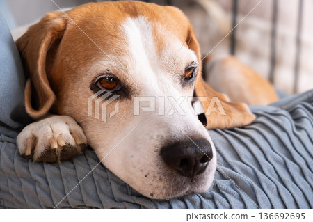 Senior beagle lying calmly on blue sofa cushion in soft indoor light Senior beagle lying calmly on blue sofa cushion in soft indoor light 136692695