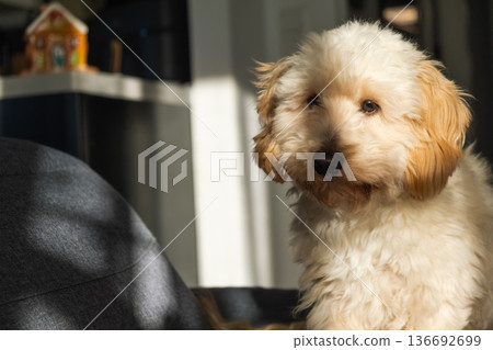 Maltipoo puppy sitting on sofa in warm sunlight with soft shadows indoors 136692699