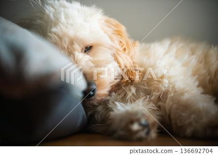 Sleeping maltipoo puppy curled up on sofa cushion in warm natural home light 136692704
