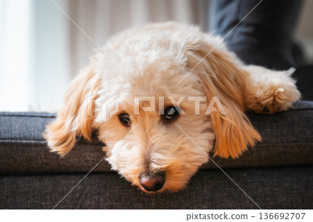 Maltipoo puppy lounging on sofa looking down calmly indoors 136692707