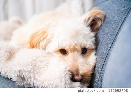 Maltipoo puppy resting on sofa arm in gentle indoor daylight 136692708