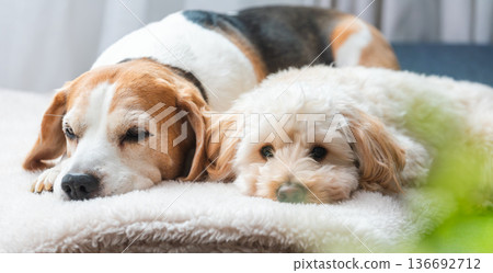 Senior beagle and maltipoo puppy lying together on soft blanket indoors Senior beagle and maltipoo puppy lying together on soft blanket indoors 136692712