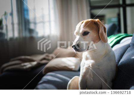 Senior beagle sitting on sofa in natural light with thoughtful mood Senior beagle sitting on sofa in natural light with thoughtful mood 136692718