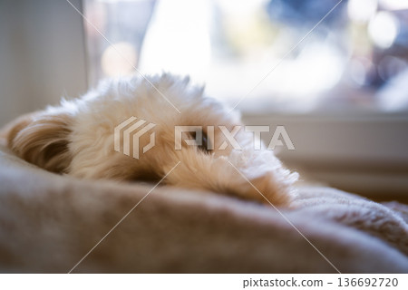 Maltipoo puppy resting near window in natural daylight indoors Maltipoo puppy resting near window in natural daylight indoors 136692720