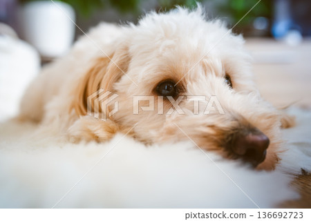 Close up portrait of maltipoo puppy resting on soft white rug with shallow depth of field and copy space Close up portrait of maltipoo puppy resting on soft white rug with shallow depth of field and copy space 136692723