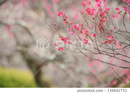 梅花：白梅、紅梅 136692753