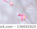 Plum blossom red plum 136692820