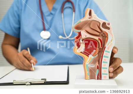Asian doctor with nasal oral throat cavity neck human anatomy model for study diagnosis and treatment in hospital. 136692913