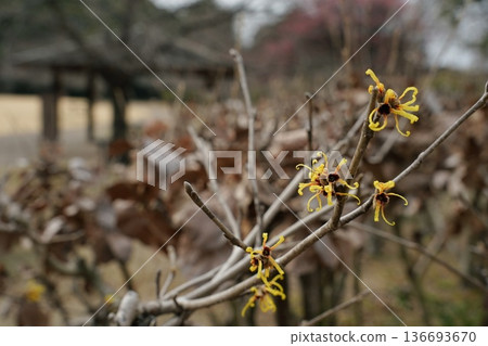 Witch hazel flower Witch hazel flower 136693670