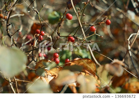 Fruits I found during my walk Fruits I found during my walk 136693672