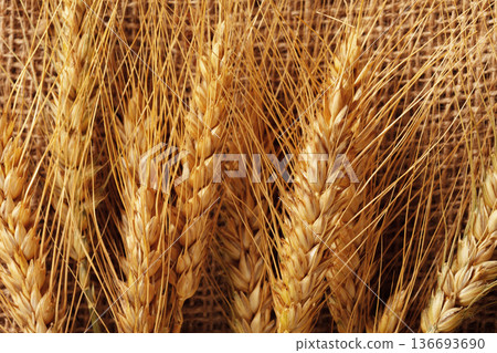 Wheat stalks arranged on burlap fabric in a simple display 136693690