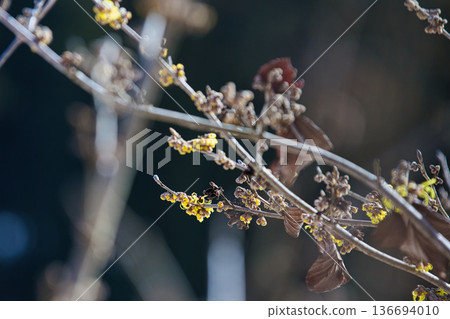 Spring is approaching at the Ichijodani Asakura clan ruins Spring is approaching at the Ichijodani Asakura clan ruins 136694010
