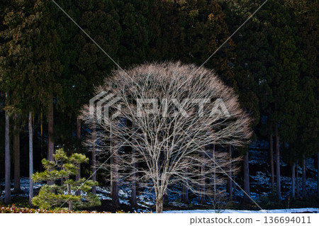 Spring is approaching at the Ichijodani Asakura clan ruins Spring is approaching at the Ichijodani Asakura clan ruins 136694011