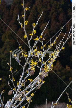 Spring is approaching at the Ichijodani Asakura clan ruins Spring is approaching at the Ichijodani Asakura clan ruins 136694020