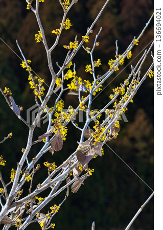 Spring is approaching at the Ichijodani Asakura clan ruins Spring is approaching at the Ichijodani Asakura clan ruins 136694021
