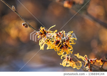 Spring is approaching at the Ichijodani Asakura clan ruins 136694144