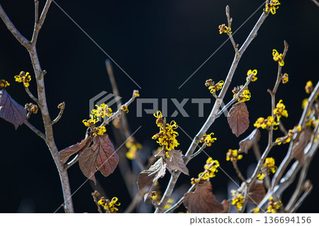 一乘谷朝倉氏遺址的春天即將到來 136694156