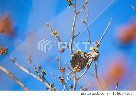 Spring is approaching at the Ichijodani Asakura clan ruins Spring is approaching at the Ichijodani Asakura clan ruins 136694162