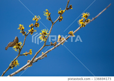 Spring is approaching at the Ichijodani Asakura clan ruins Spring is approaching at the Ichijodani Asakura clan ruins 136694173