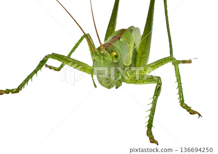 The green grasshopper, or common grasshopper, is a species of insect from the family True grasshoppers on a white background. The green grasshopper, or common grasshopper, is a species of insect from the family True grasshoppers on a white background. 136694250