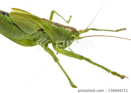 The green grasshopper, or common grasshopper, is a species of insect from the family True grasshoppers on a white background. The green grasshopper, or common grasshopper, is a species of insect from the family True grasshoppers on a white background. 136694251