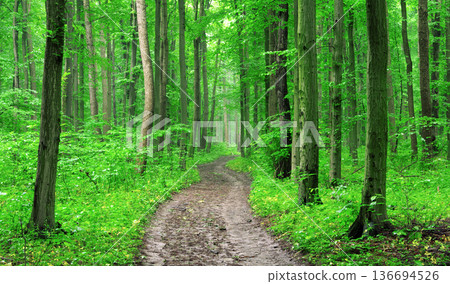 forest trees. nature green wood backgrounds forest trees. nature green wood backgrounds 136694526