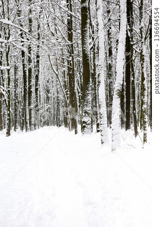 beautiful winter forest and the road beautiful winter forest and the road 136694554